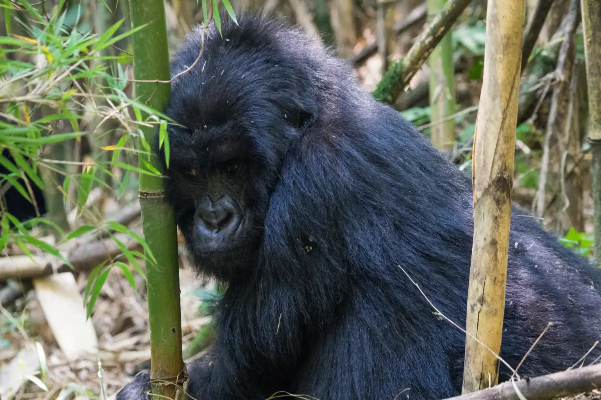 3-Day Gorilla Trekking in Mgahinga Park